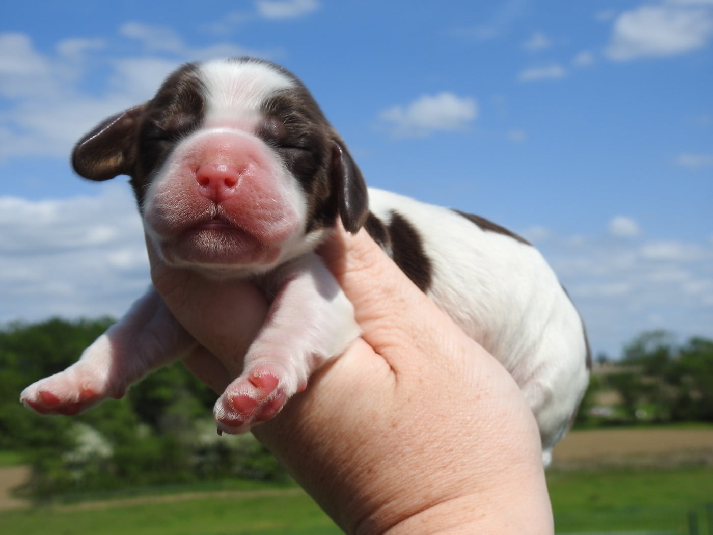 Mâle tricolore chocolat - Cocker Spaniel Anglais