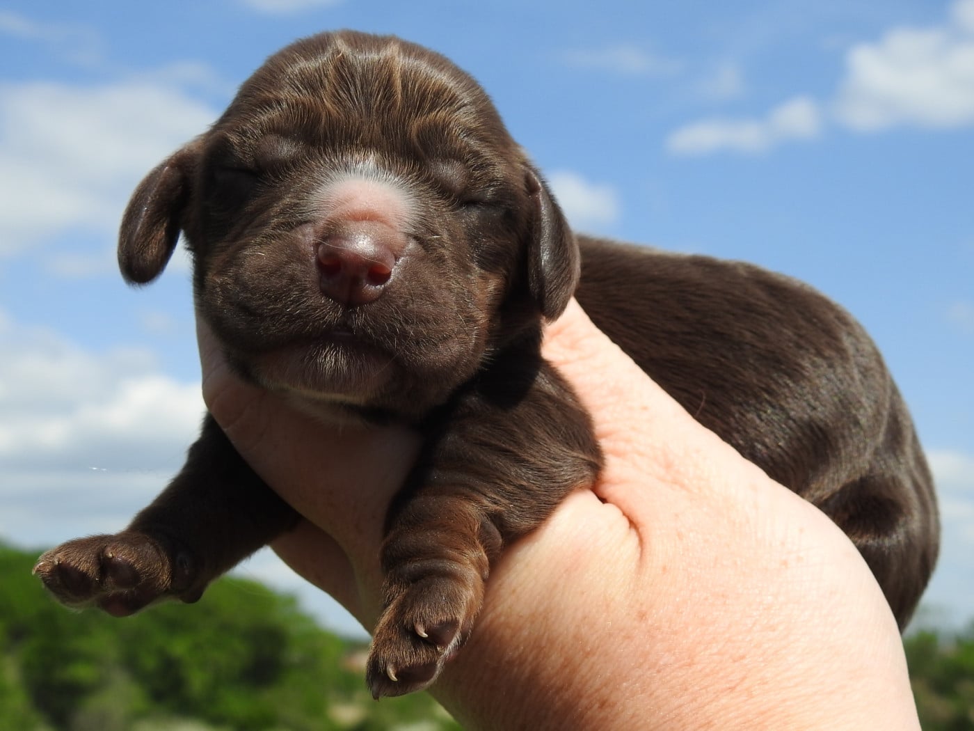Mâle chocolat - Cocker Spaniel Anglais