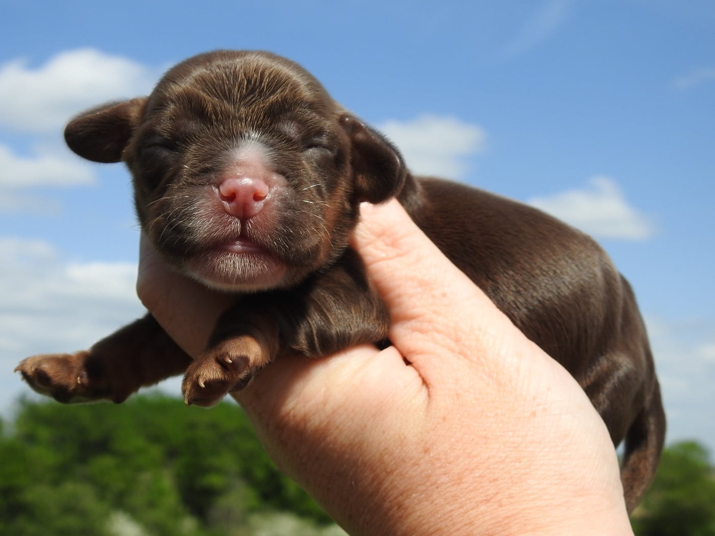 Femelle chocolat et feu - Cocker Spaniel Anglais