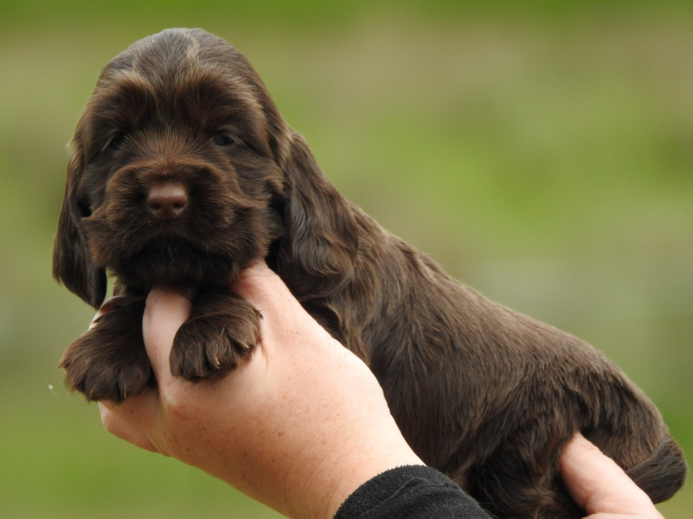 Femelle chocolat