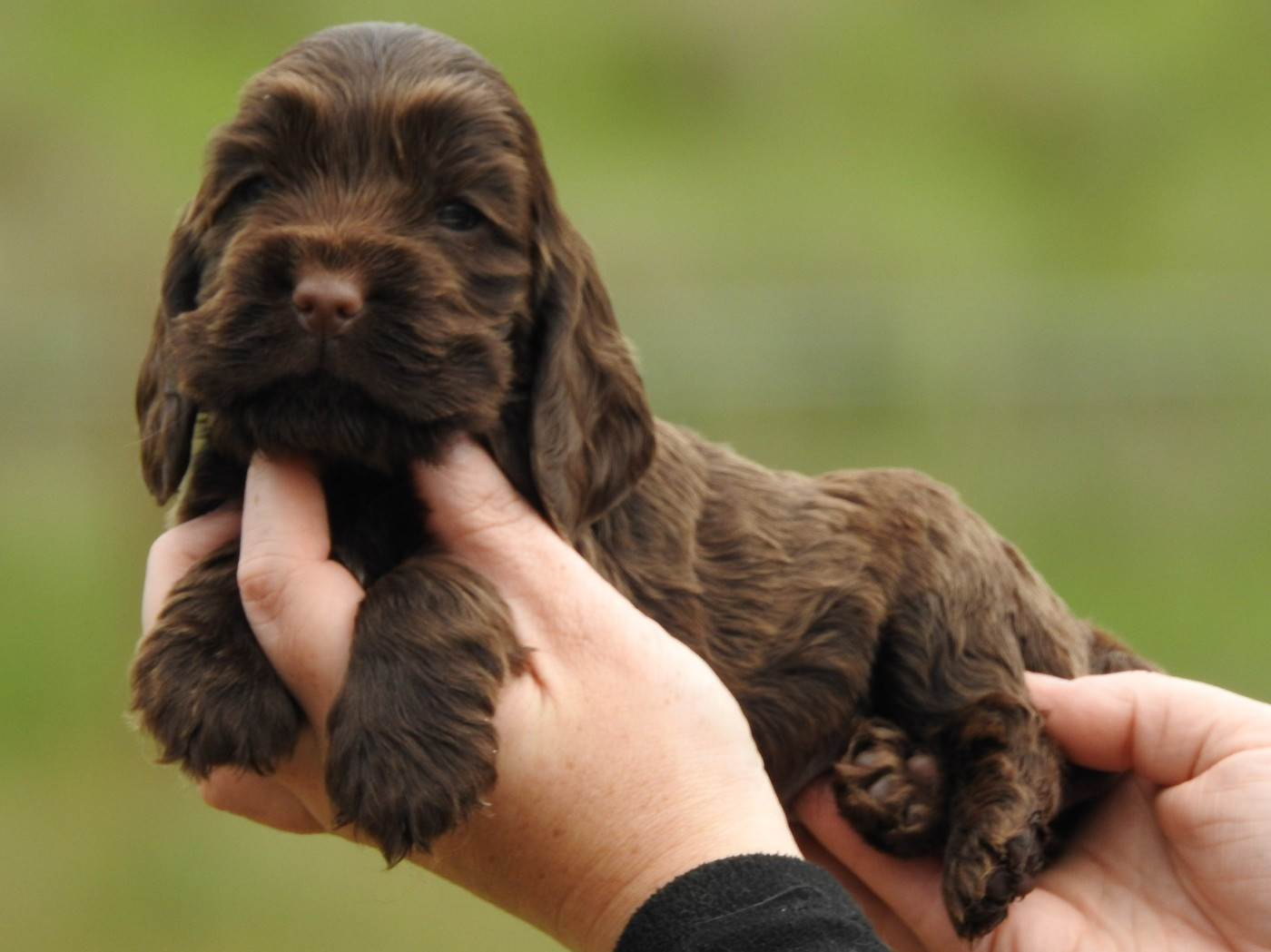 Femelle chocolat