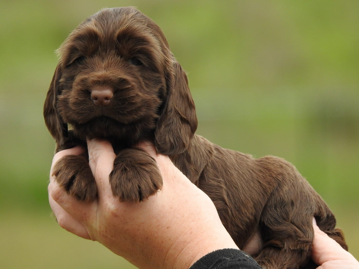 Femelle chocolat