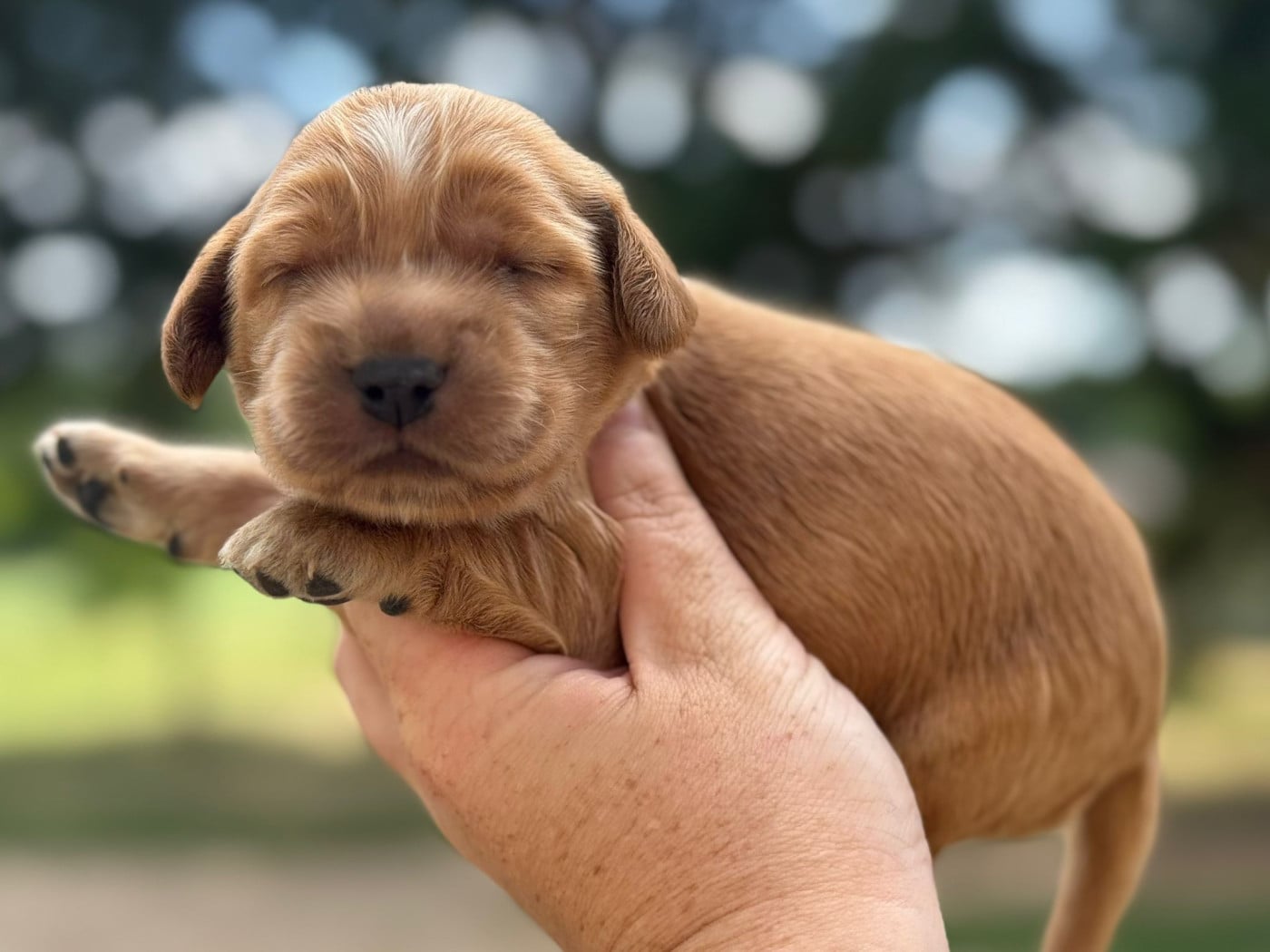 B1 - Cocker Spaniel Anglais