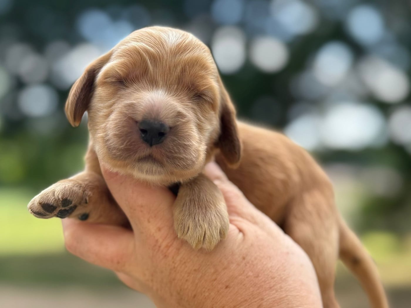 B2 - Cocker Spaniel Anglais