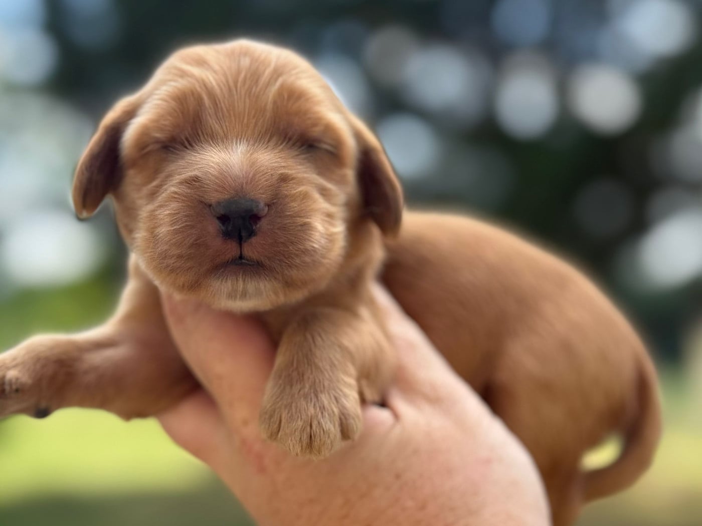 B4 - Cocker Spaniel Anglais