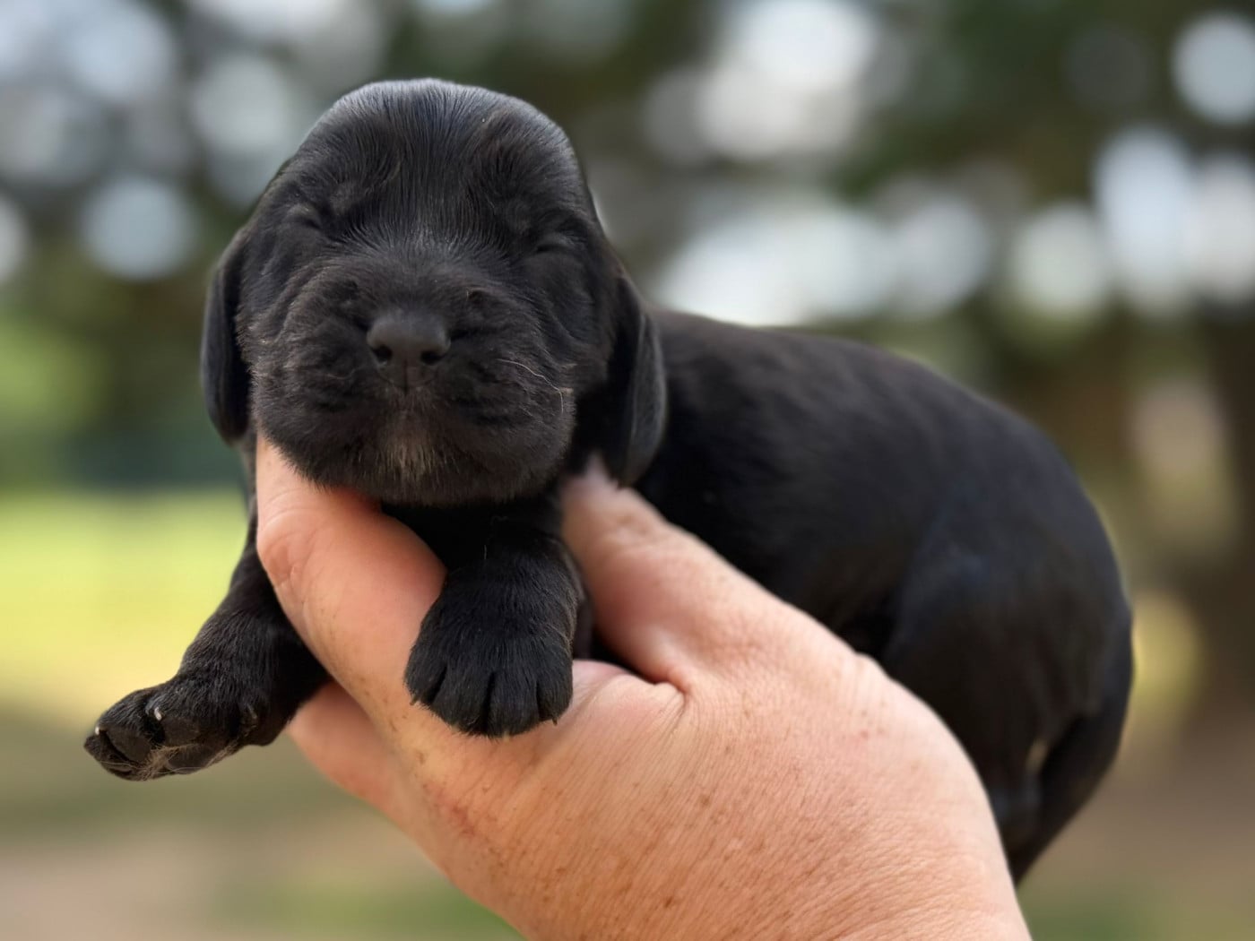 B1 - Cocker Spaniel Anglais