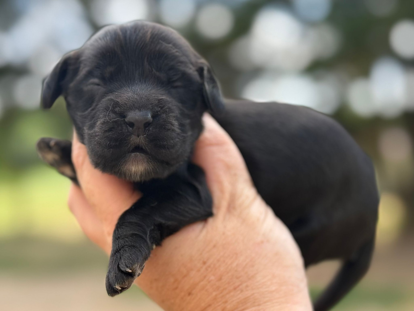 B3 - Cocker Spaniel Anglais