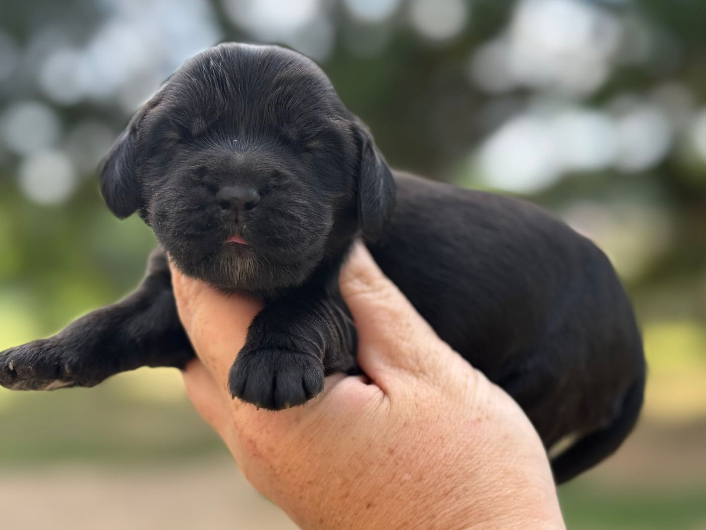 B4 - Cocker Spaniel Anglais