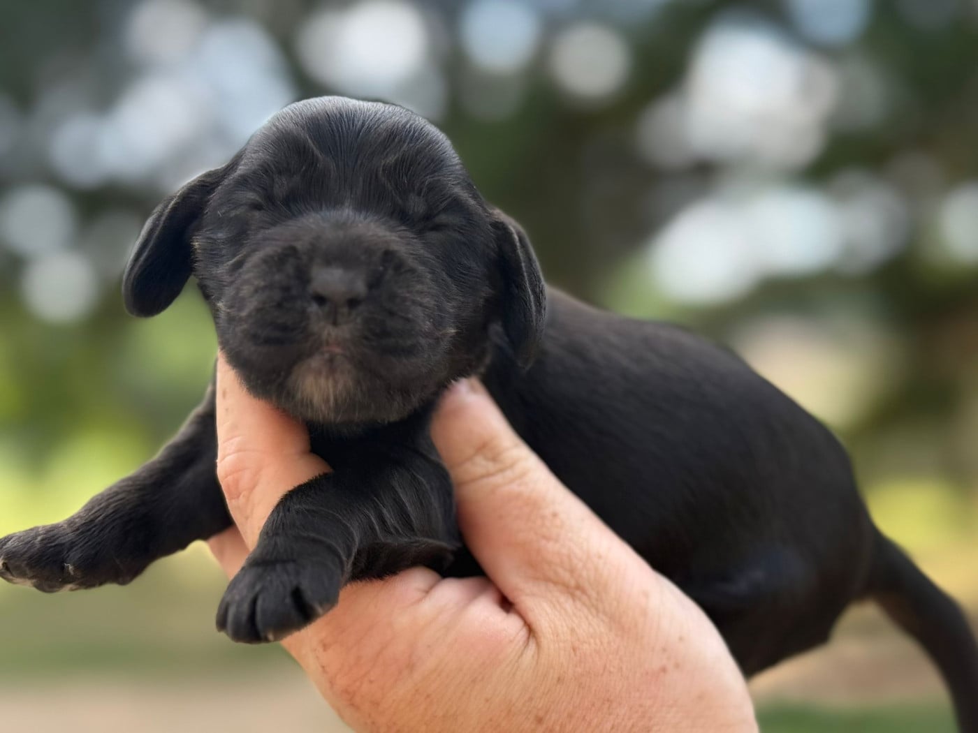 B5 - Cocker Spaniel Anglais