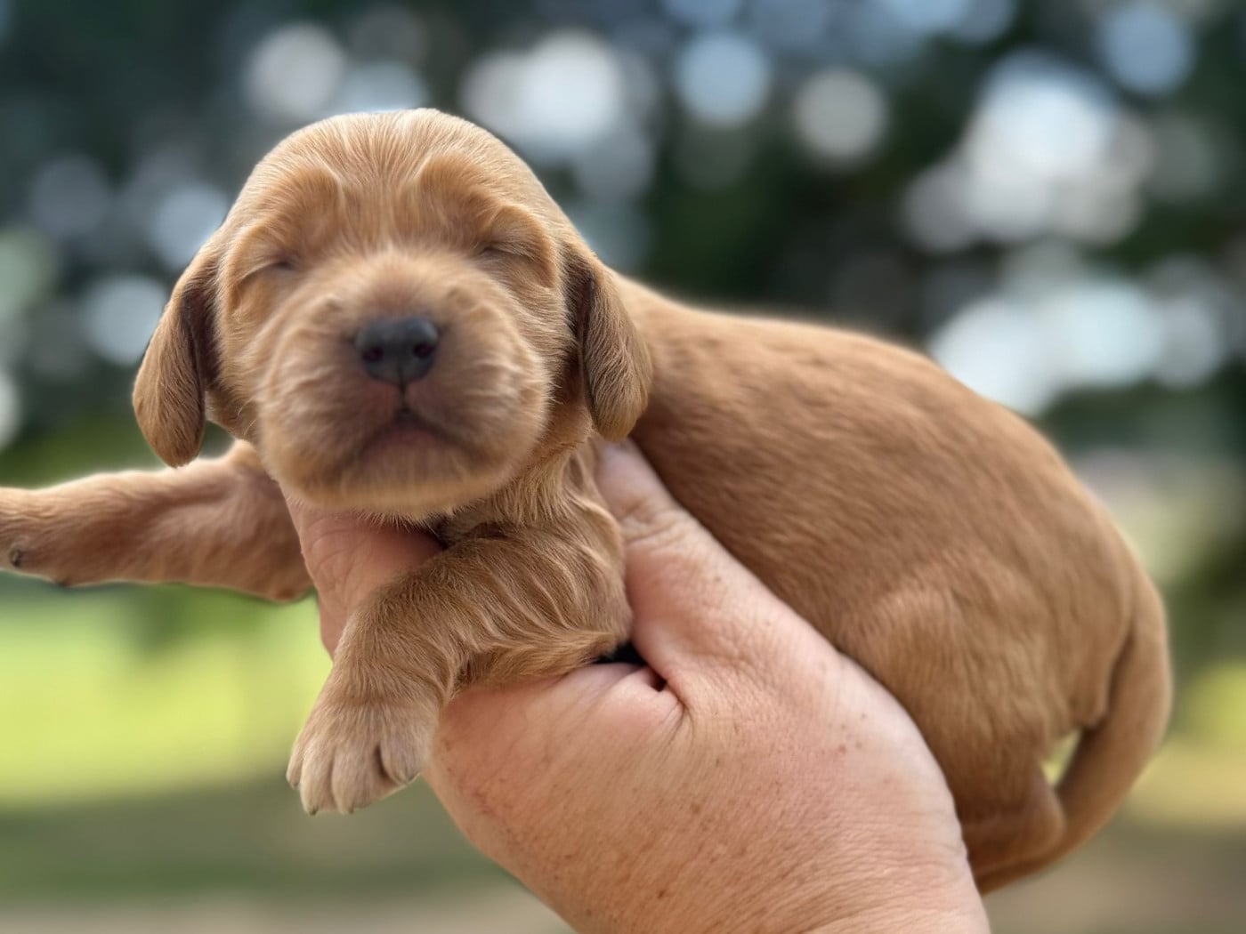 B6 - Cocker Spaniel Anglais
