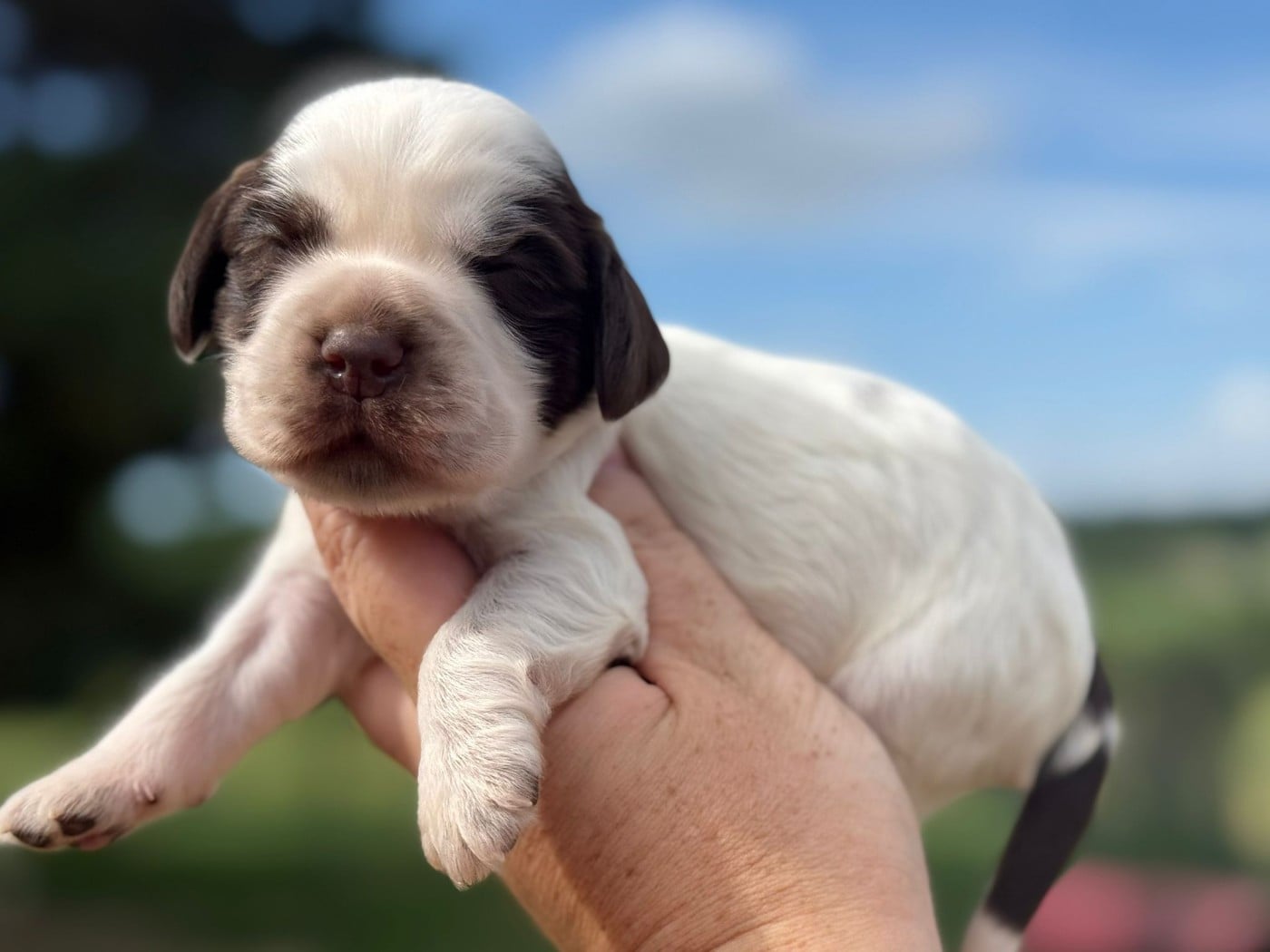 Chiot N°1 - Cocker Spaniel Anglais