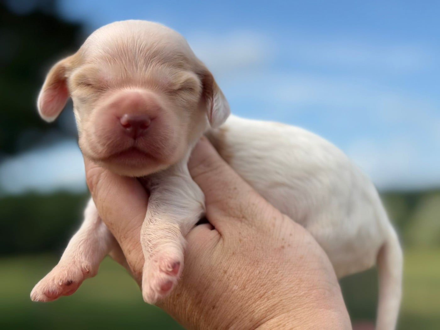 Chiot N°3 - Cocker Spaniel Anglais