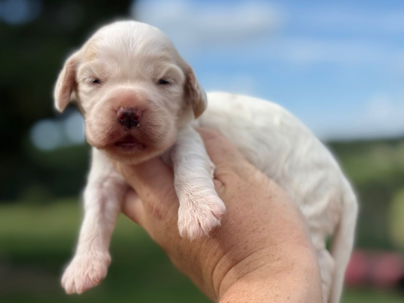 Chiot N°6 - Cocker Spaniel Anglais