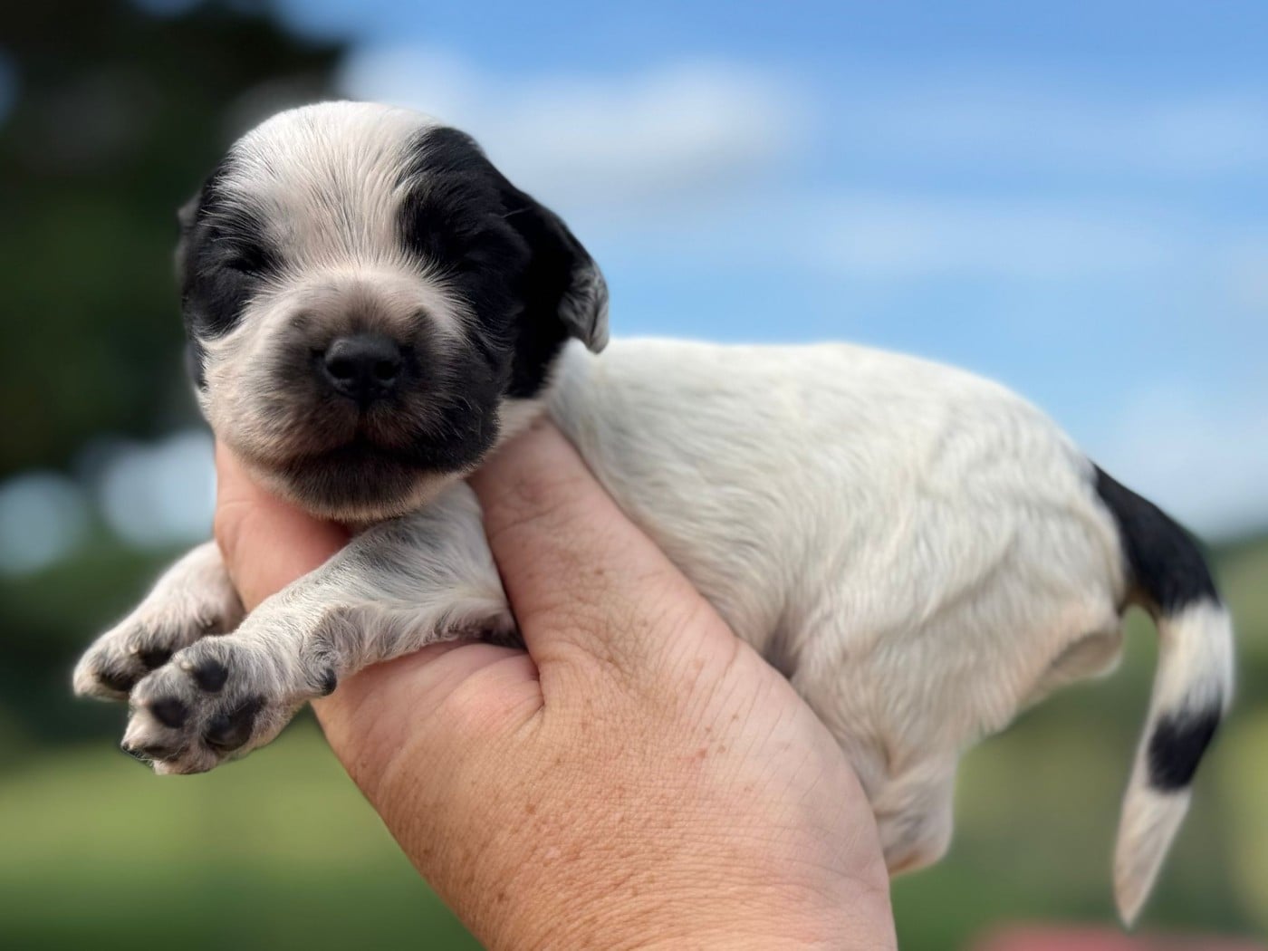Chiot N°7 - Cocker Spaniel Anglais