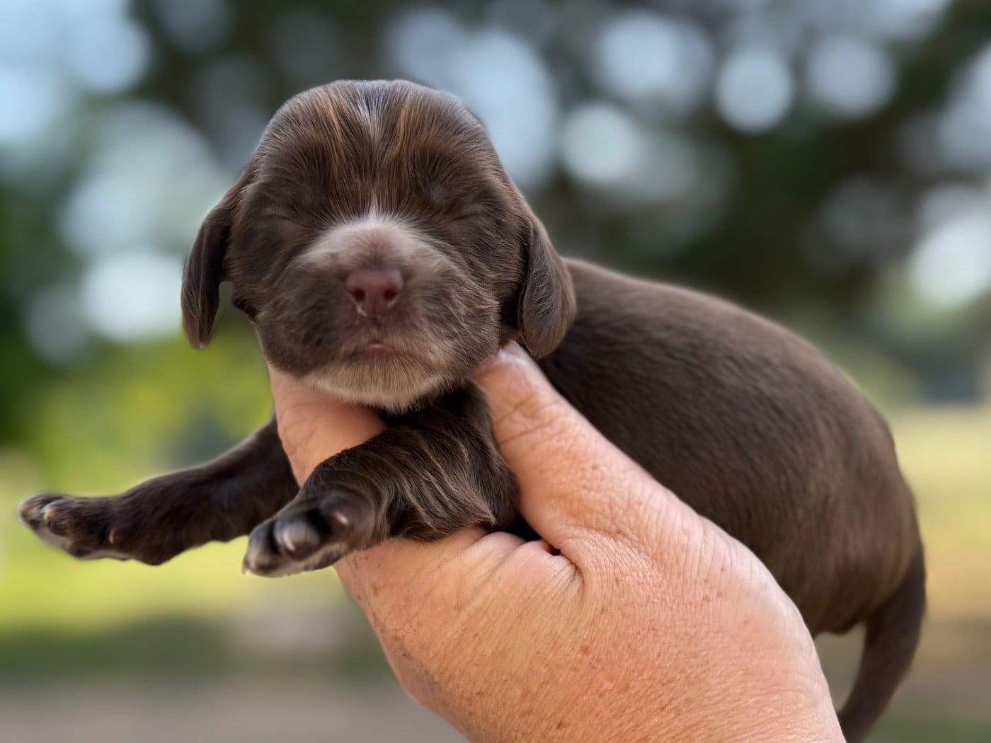 Femelle chocolat - Cocker Spaniel Anglais