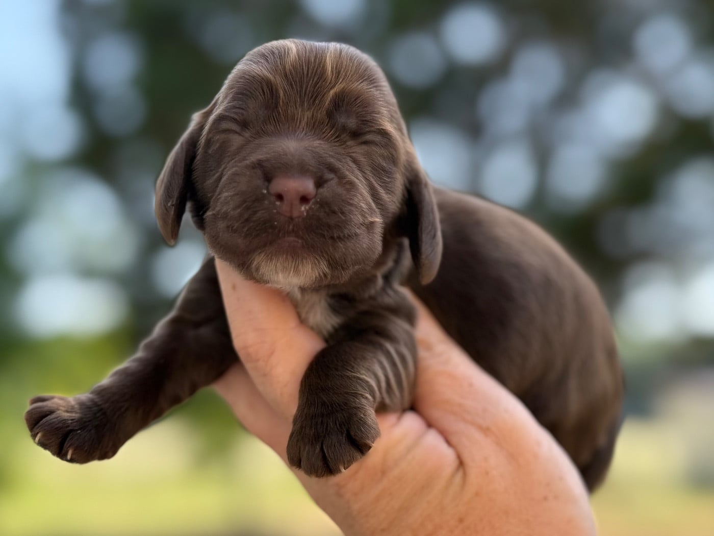 Femelle chocolat - Cocker Spaniel Anglais