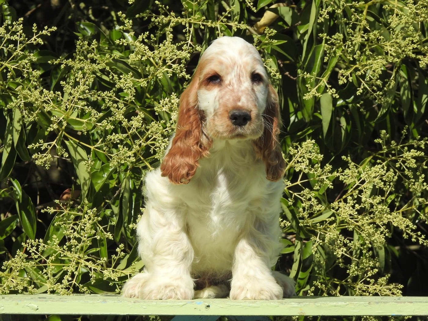Cocker Spaniel Anglais - Du Clos De La Majesty