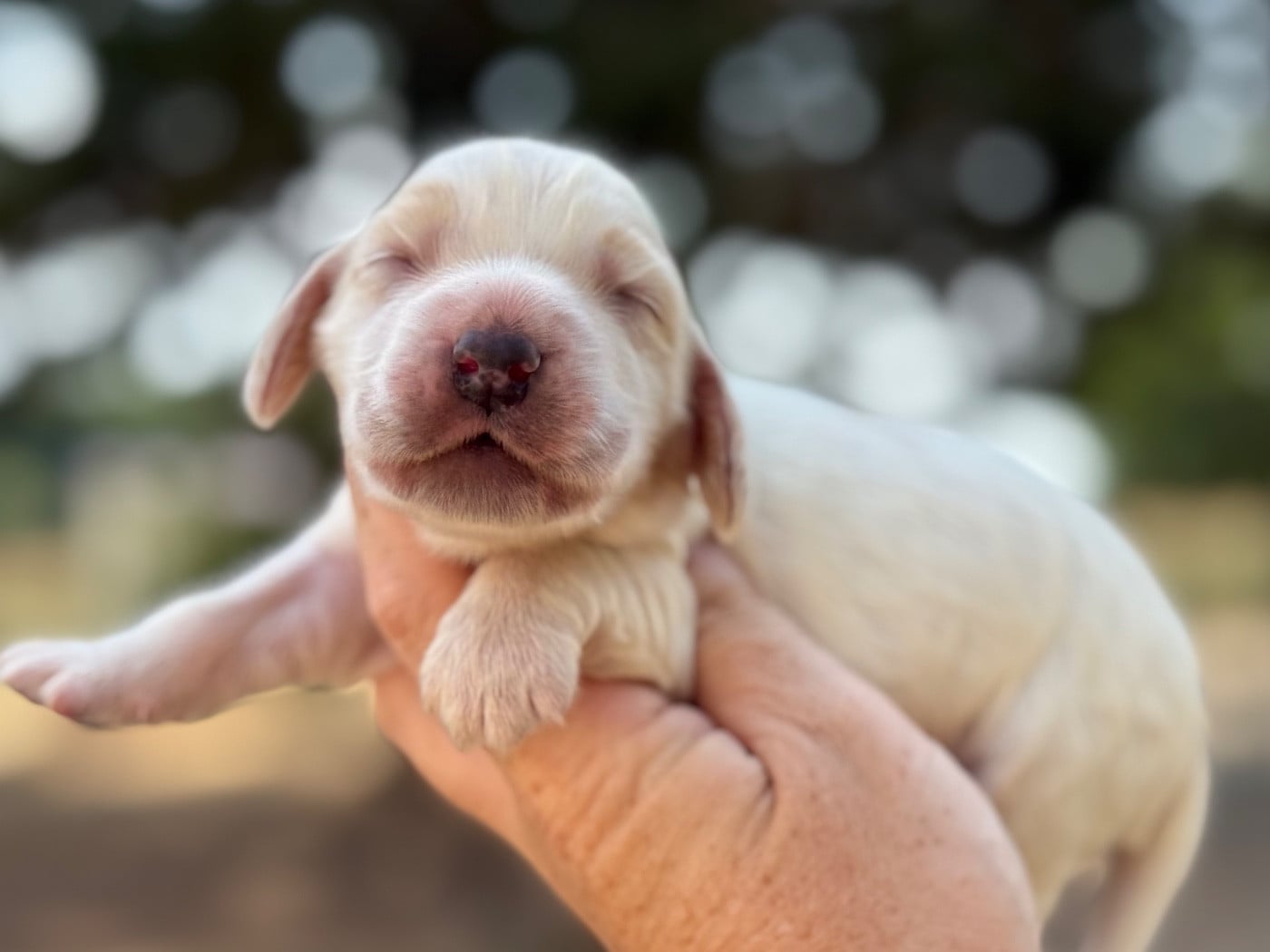 Mâle orange et blanc - Cocker Spaniel Anglais