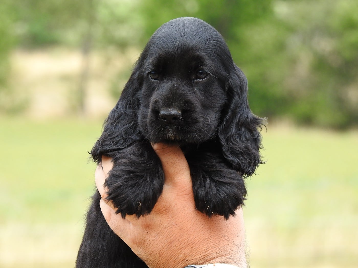 Femelle noire - Cocker Spaniel Anglais