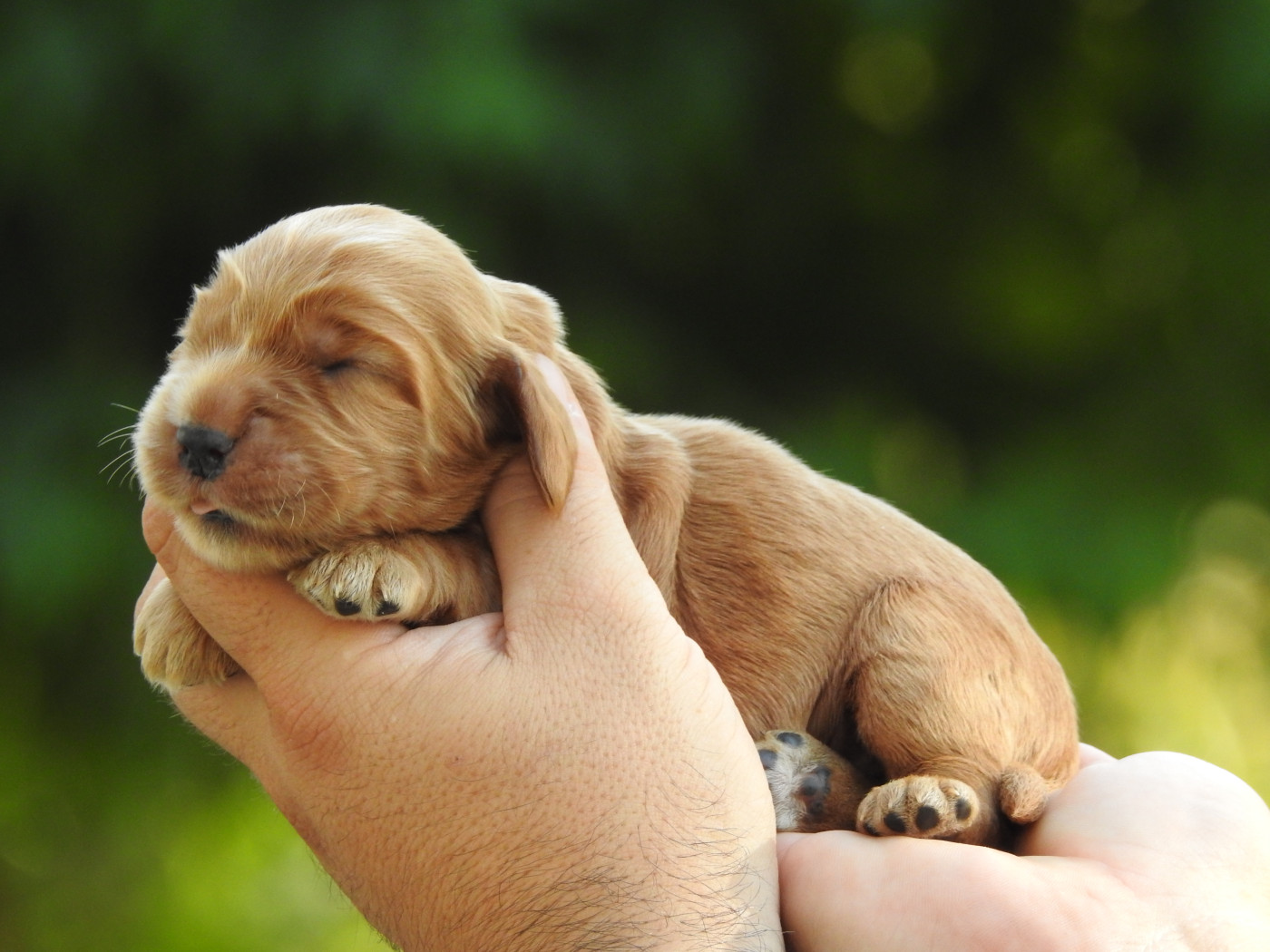 B2 - Cocker Spaniel Anglais