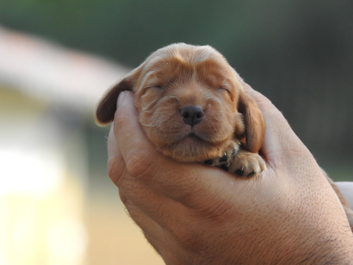 B3 - Cocker Spaniel Anglais