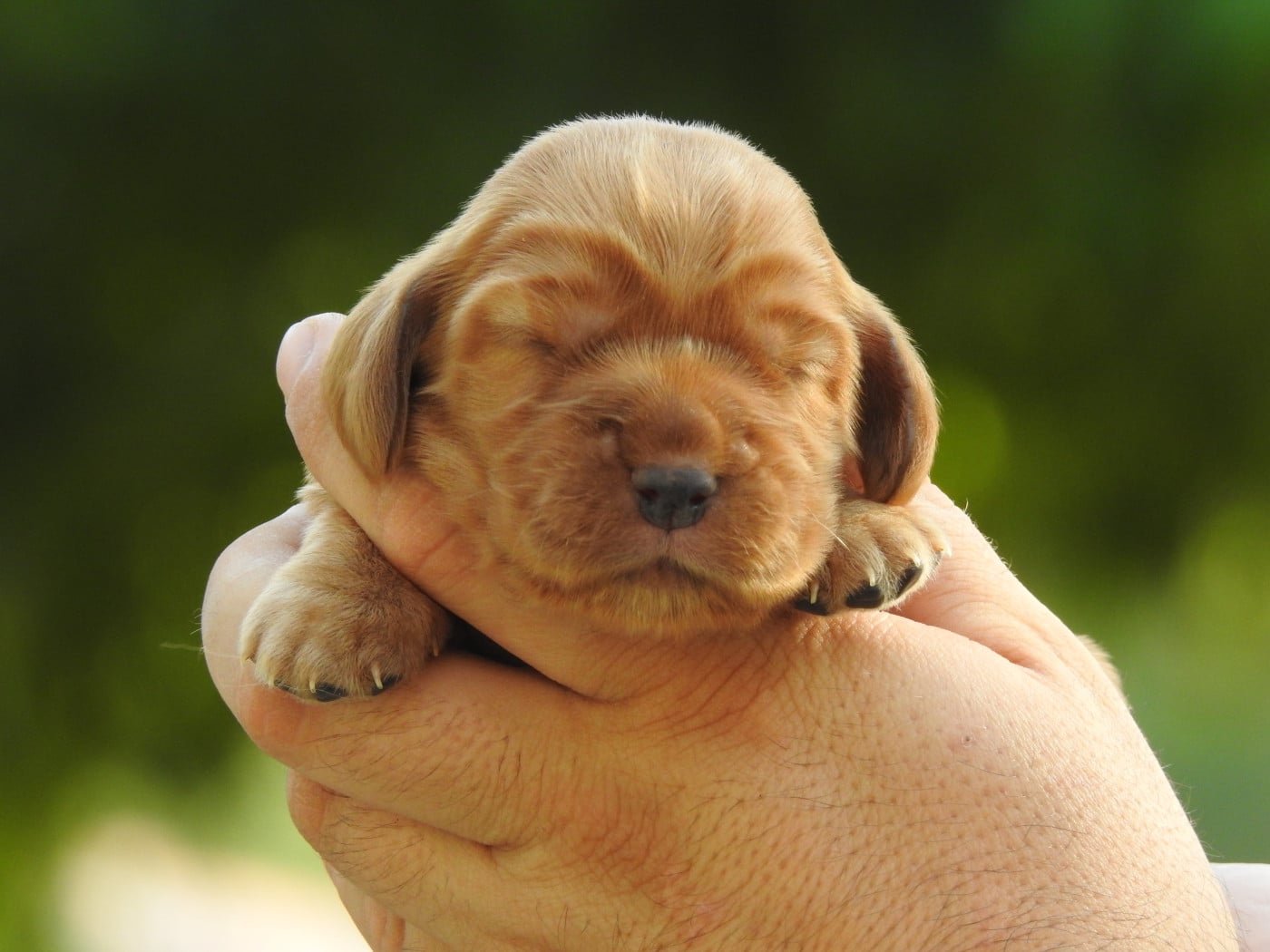 B4 - Cocker Spaniel Anglais