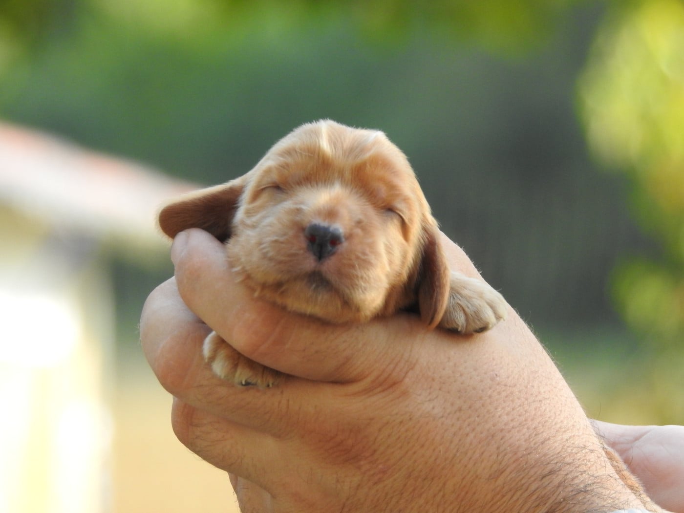 B6 - Cocker Spaniel Anglais