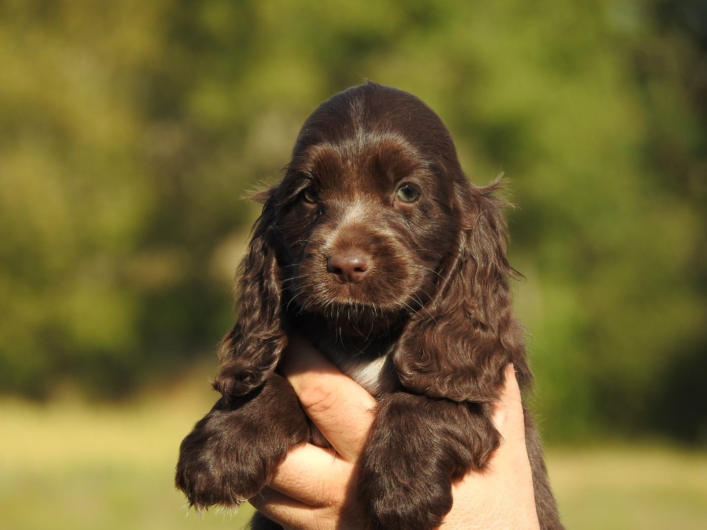 Femelle chocolat