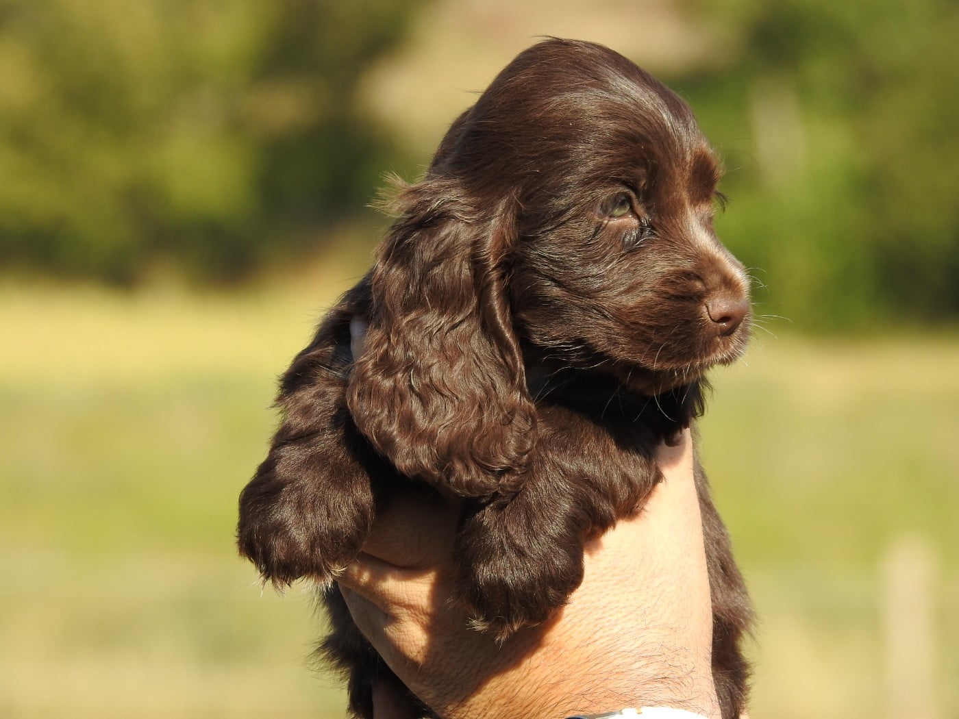 Femelle chocolat