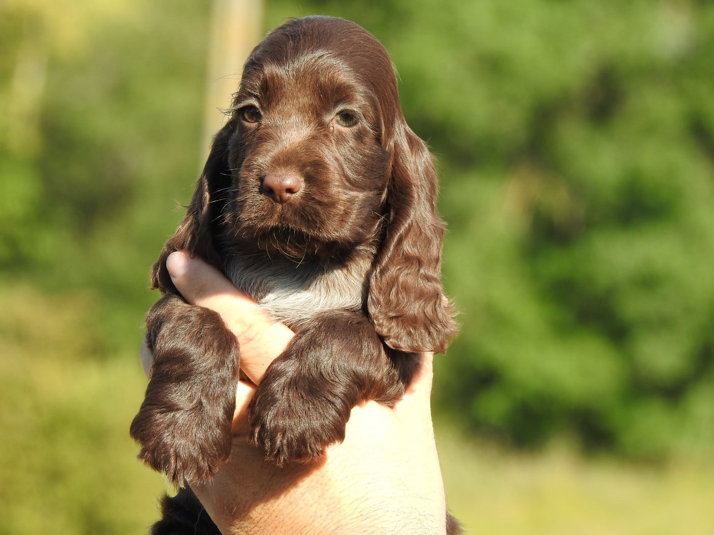 Femelle chocolat