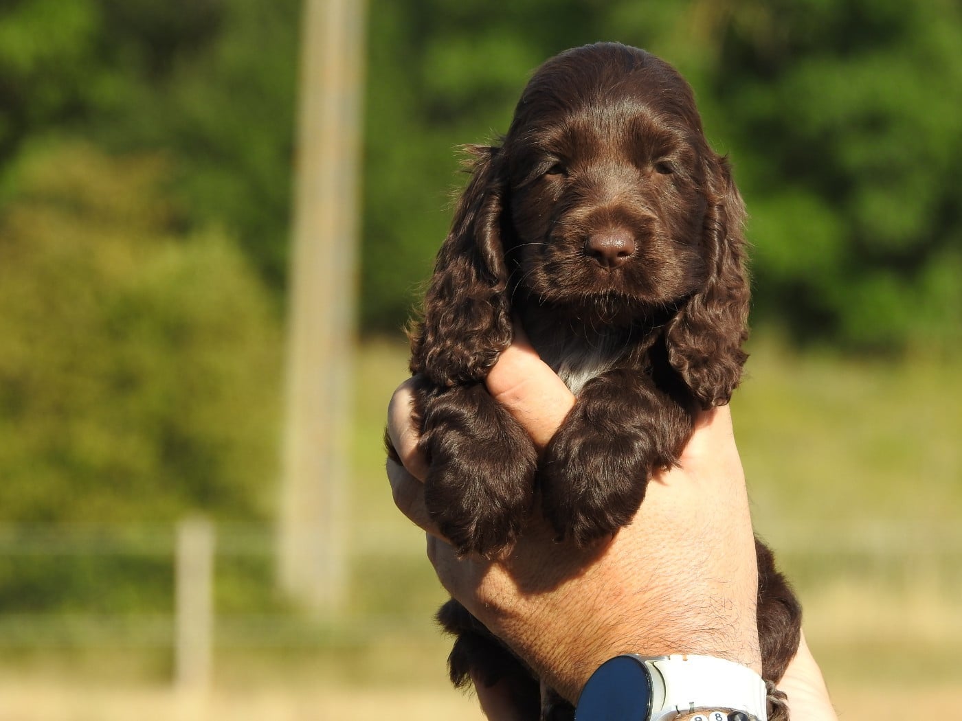 Femelle chocolat