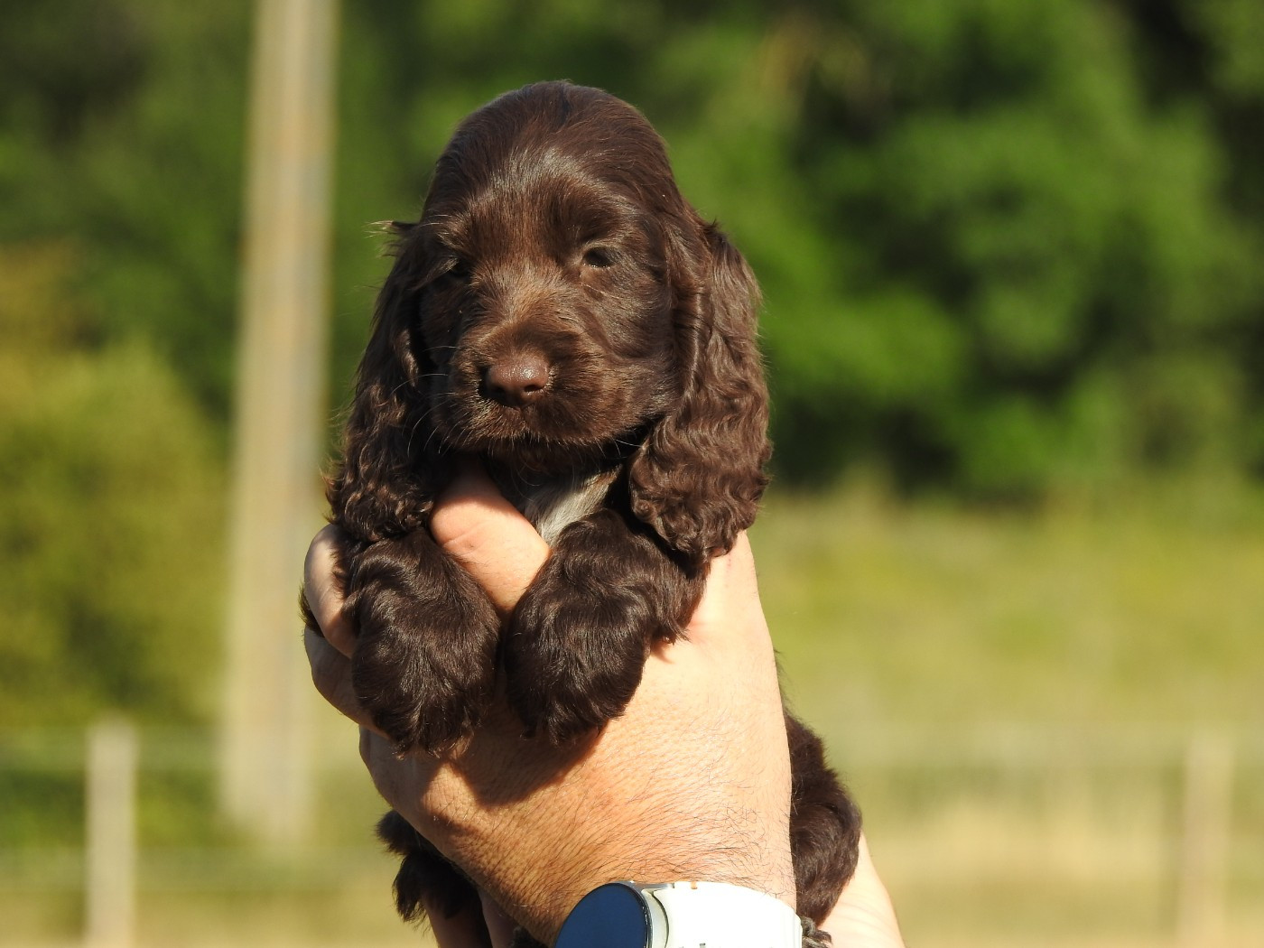 Femelle chocolat