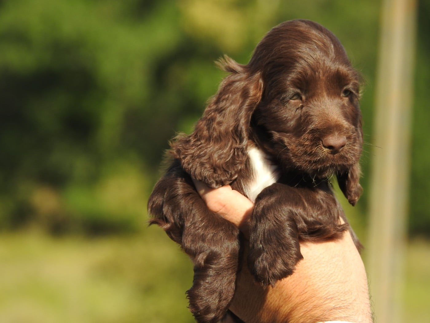 Femelle chocolat