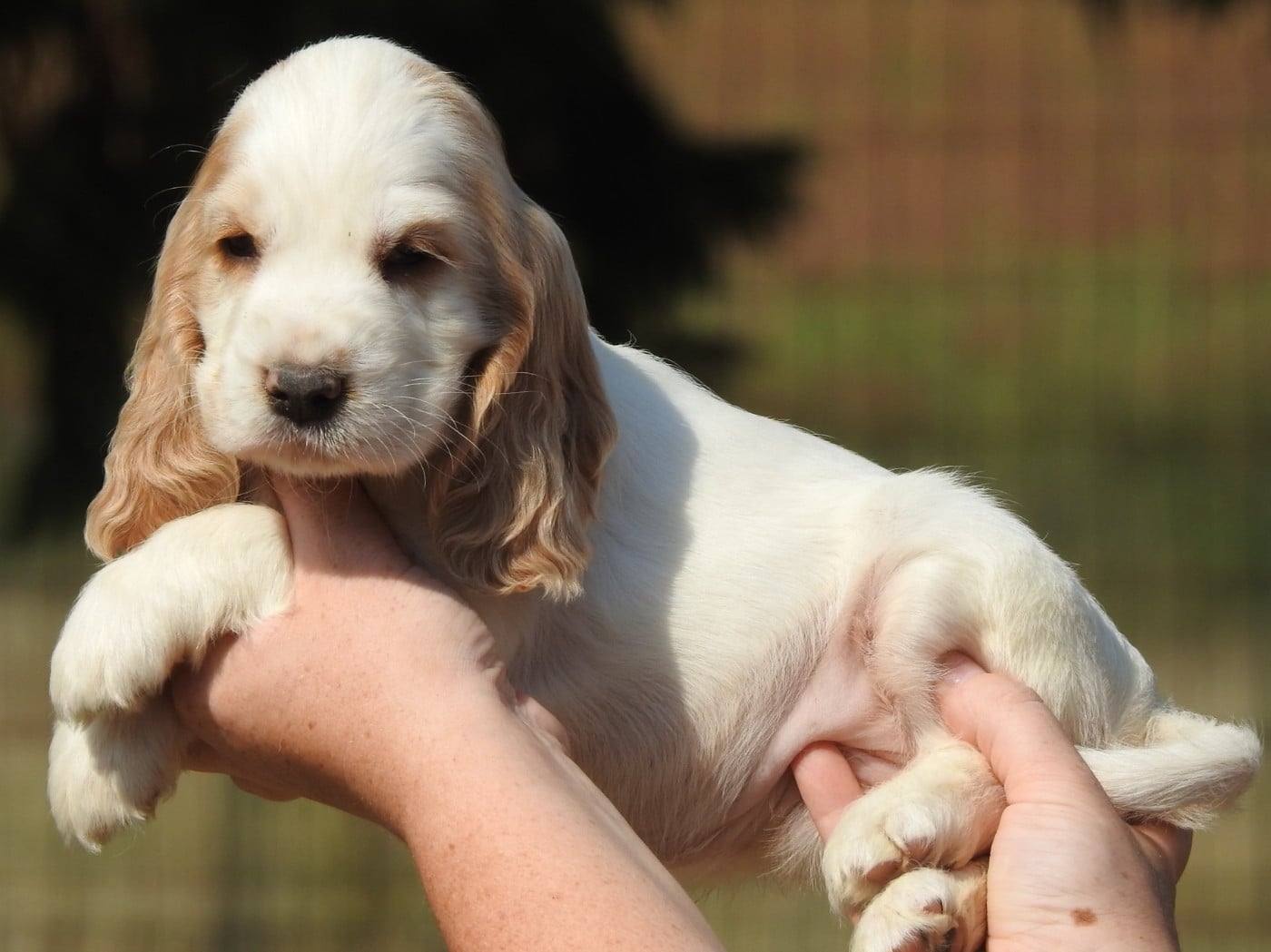 Femelle orange et blanche - Cocker Spaniel Anglais