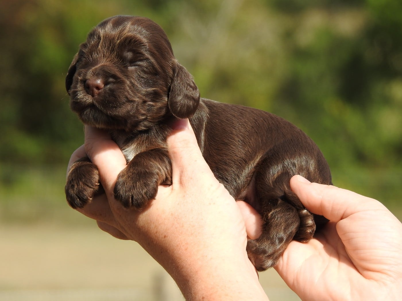M5 CHOCOLAT - Cocker Spaniel Anglais