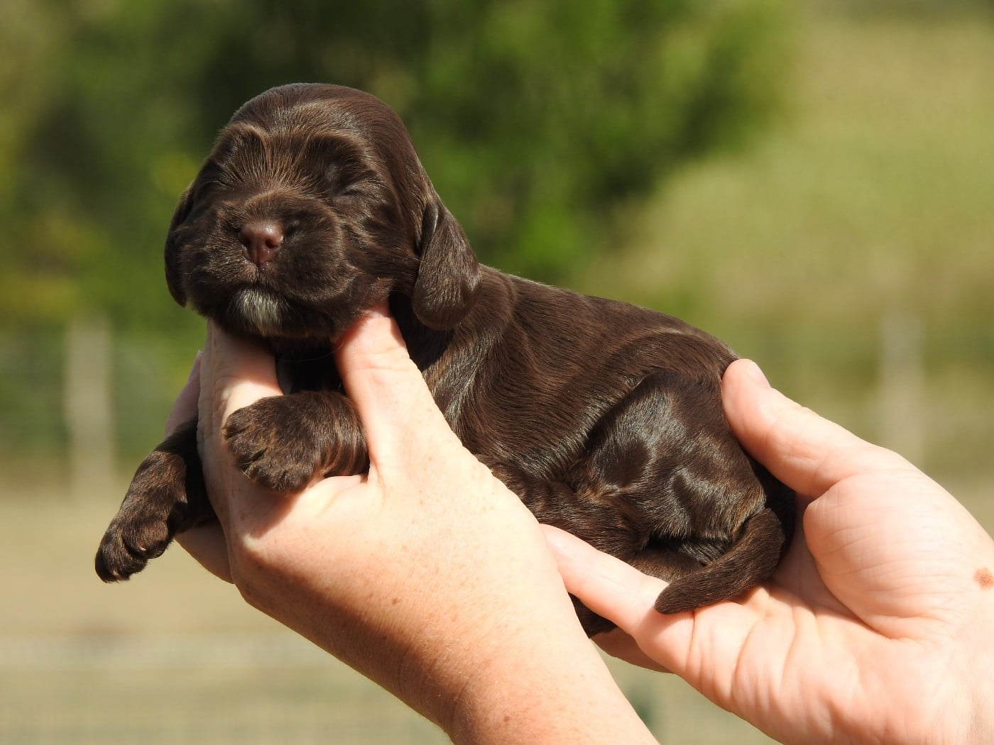 M4 CHOCOLAT - Cocker Spaniel Anglais