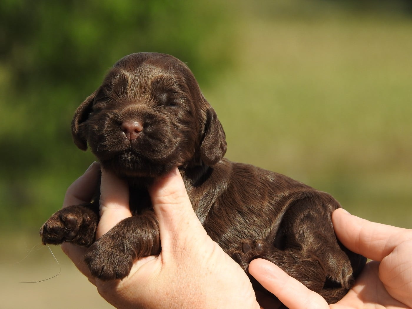 M2 CHOCOLAT - Cocker Spaniel Anglais