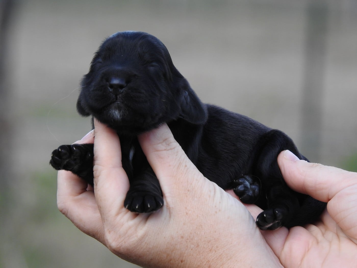 M3 NOIR - Cocker Spaniel Anglais