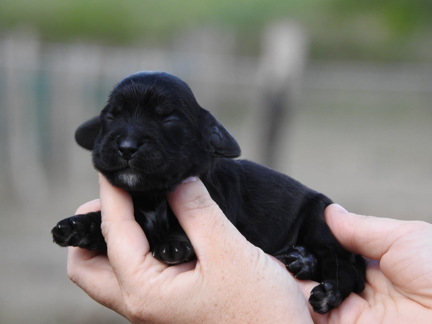 M1 NOIR - Cocker Spaniel Anglais