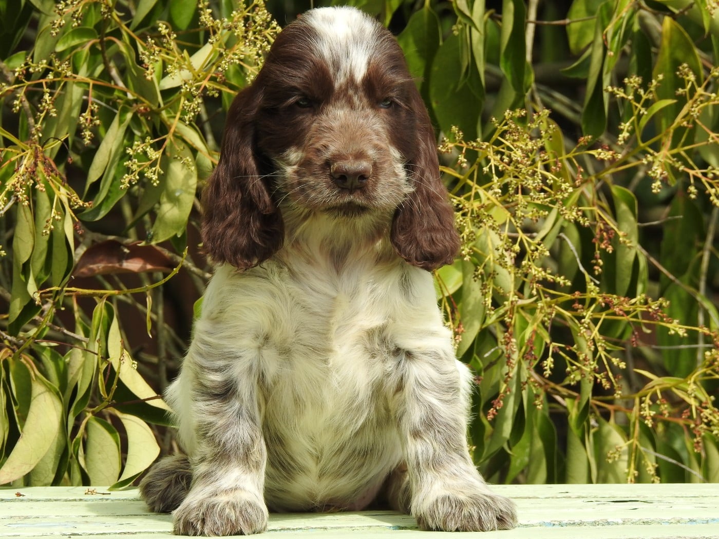 Cocker Spaniel Anglais - Du Clos De La Majesty