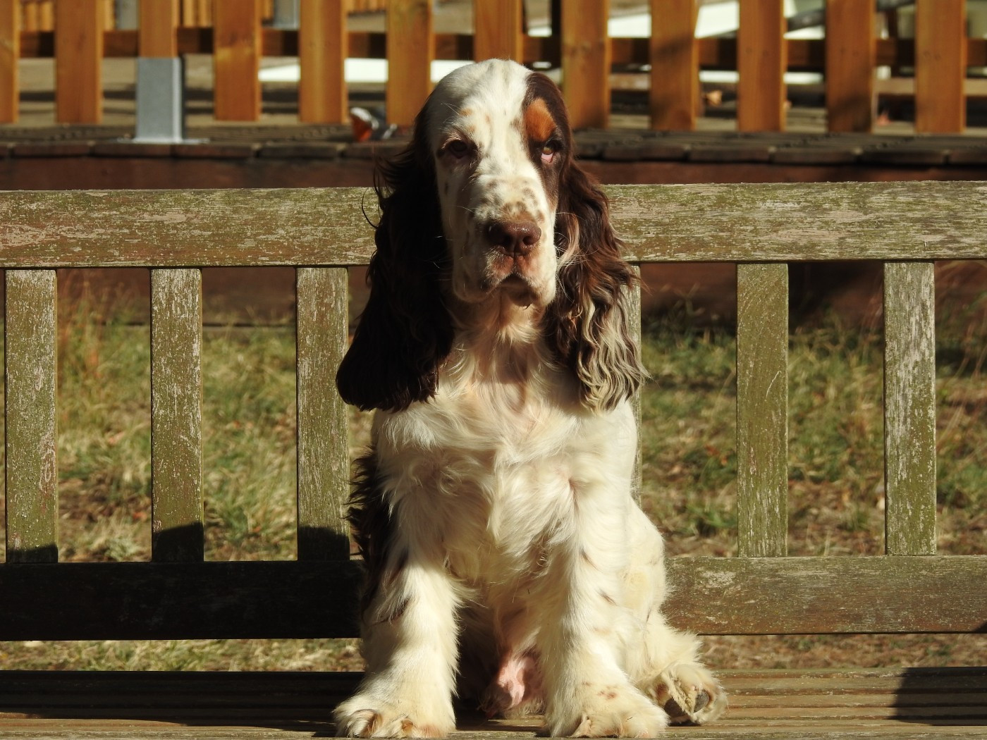 Mâle tricolore chocolat - Cocker Spaniel Anglais