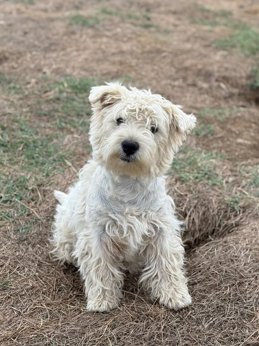 CHIOT 3 - West Highland White Terrier