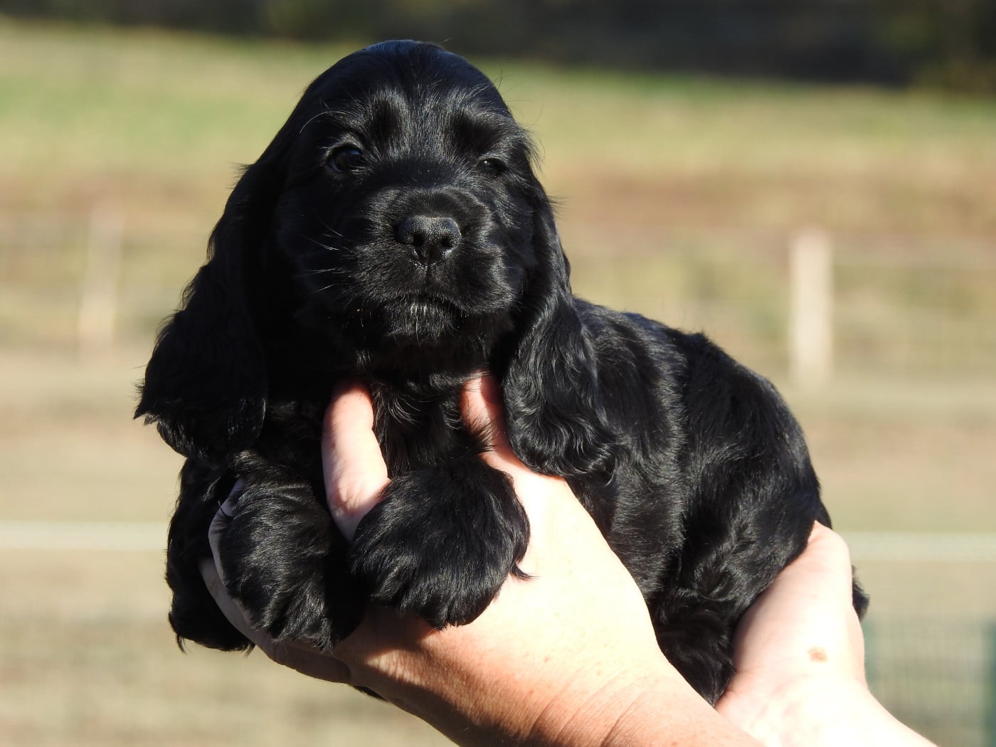 M3 NOIR - Cocker Spaniel Anglais