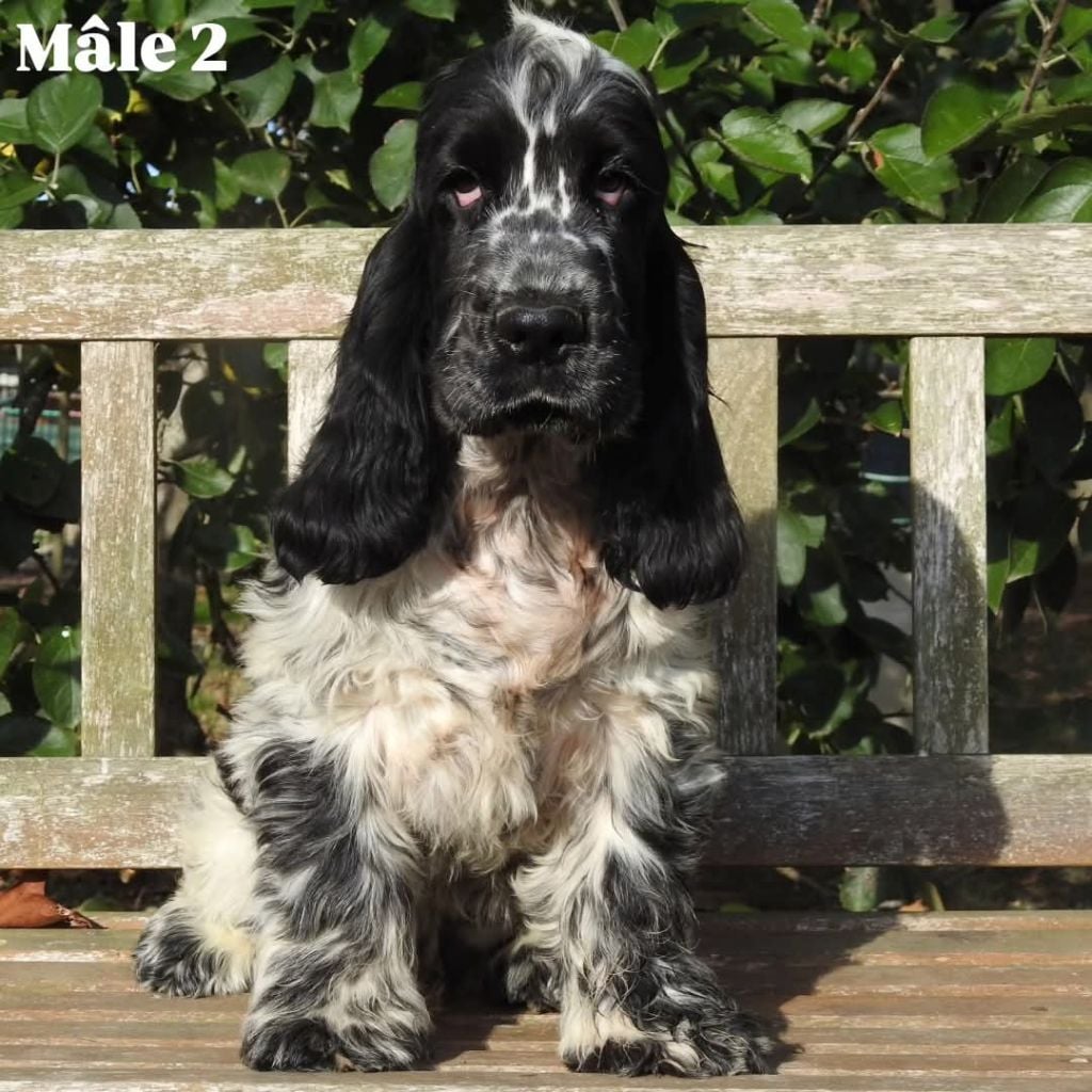 Mâle Bleu - Cocker Spaniel Anglais