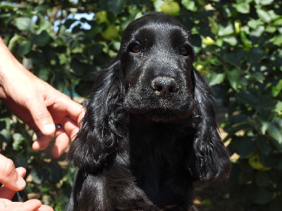 Les chiots de Cocker Spaniel Anglais