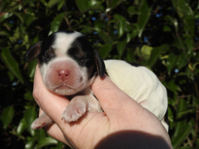 Les chiots de Cocker Spaniel Anglais