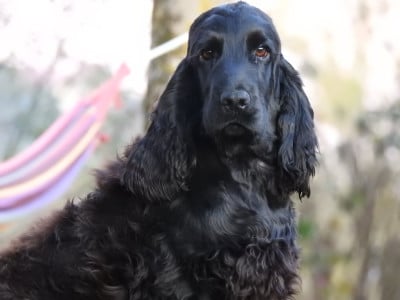 Les chiots de Cocker Spaniel Anglais