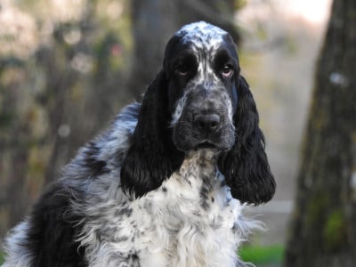 Les chiots de Cocker Spaniel Anglais