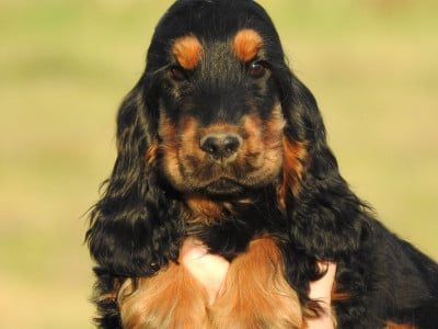 Les chiots de Cocker Spaniel Anglais