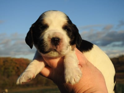 Les chiots de Cocker Spaniel Anglais